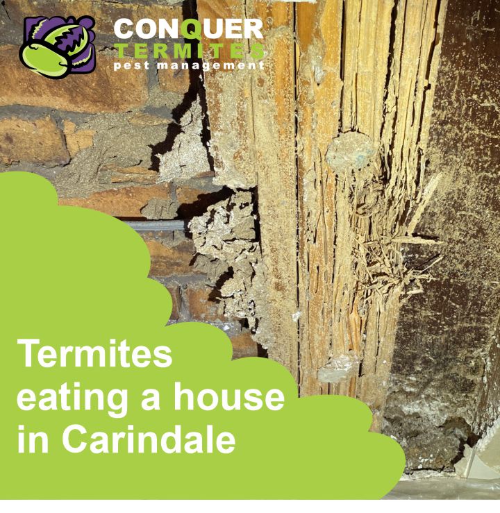 Live Termites in a house in Carindale, Brisbane 2023
