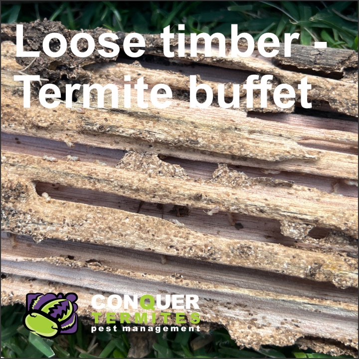 Live Termites found in loose timber - Cannon Hill, Brisbane