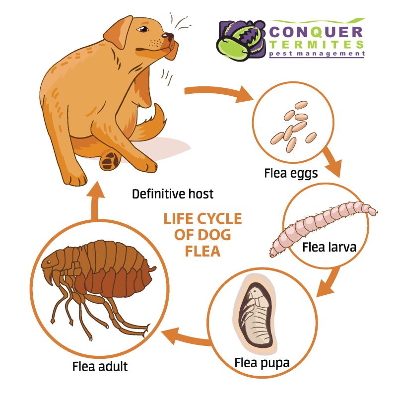flea-treatments