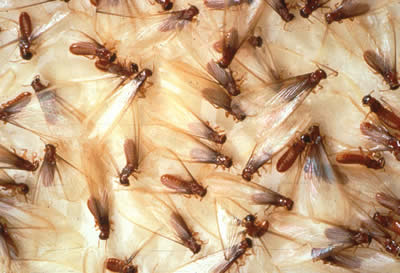 Flying termites