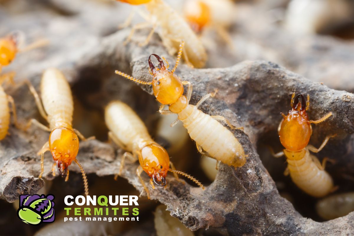 Subterranean termite infestations in Brisbane buildings - QBCC fact sheet