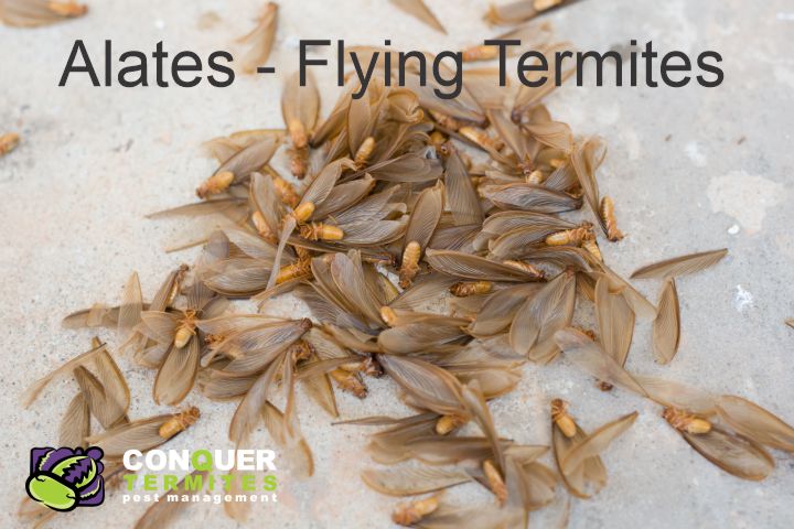 Flying or Swarming Termites in my home - Brisbane