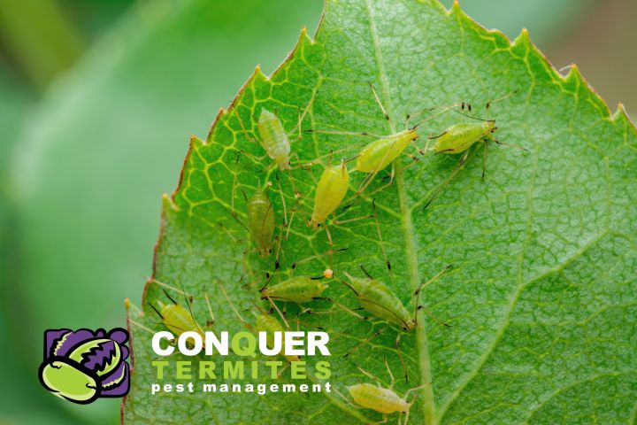 Aphids on a leaf