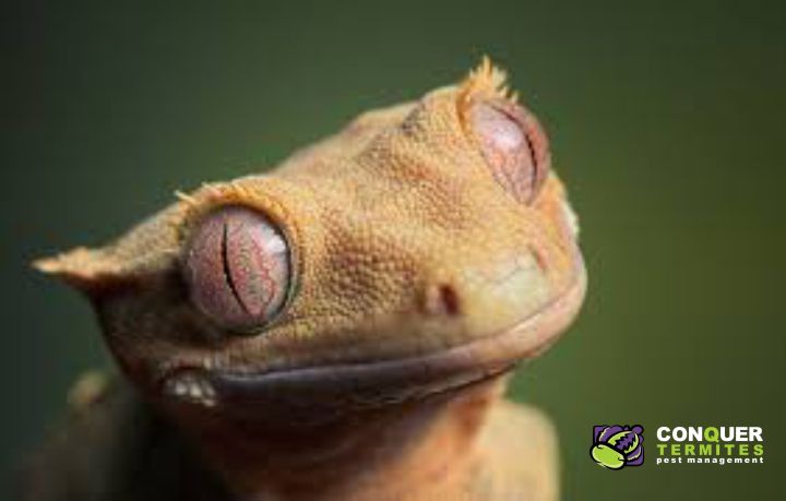 Asian gecko picture