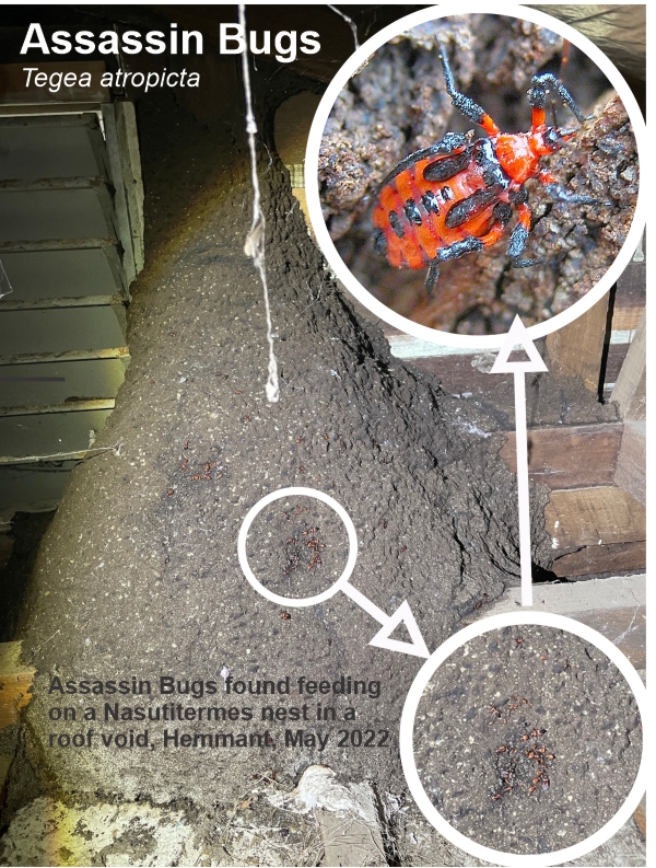 Massive termite nest in a roof - Hemmant