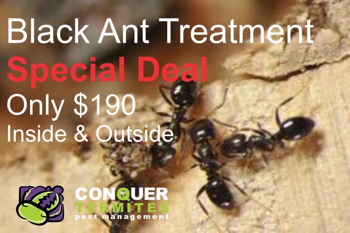Black Ant Gel Bait - a great way to treat ants