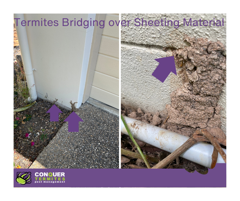 Is Your Brisbane Home Safe from Termites with a Physical Barrier? Learn the Risks!