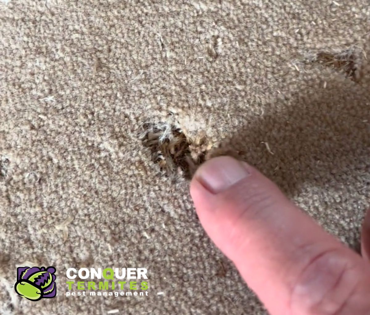 Carpet Beetle - How to treat