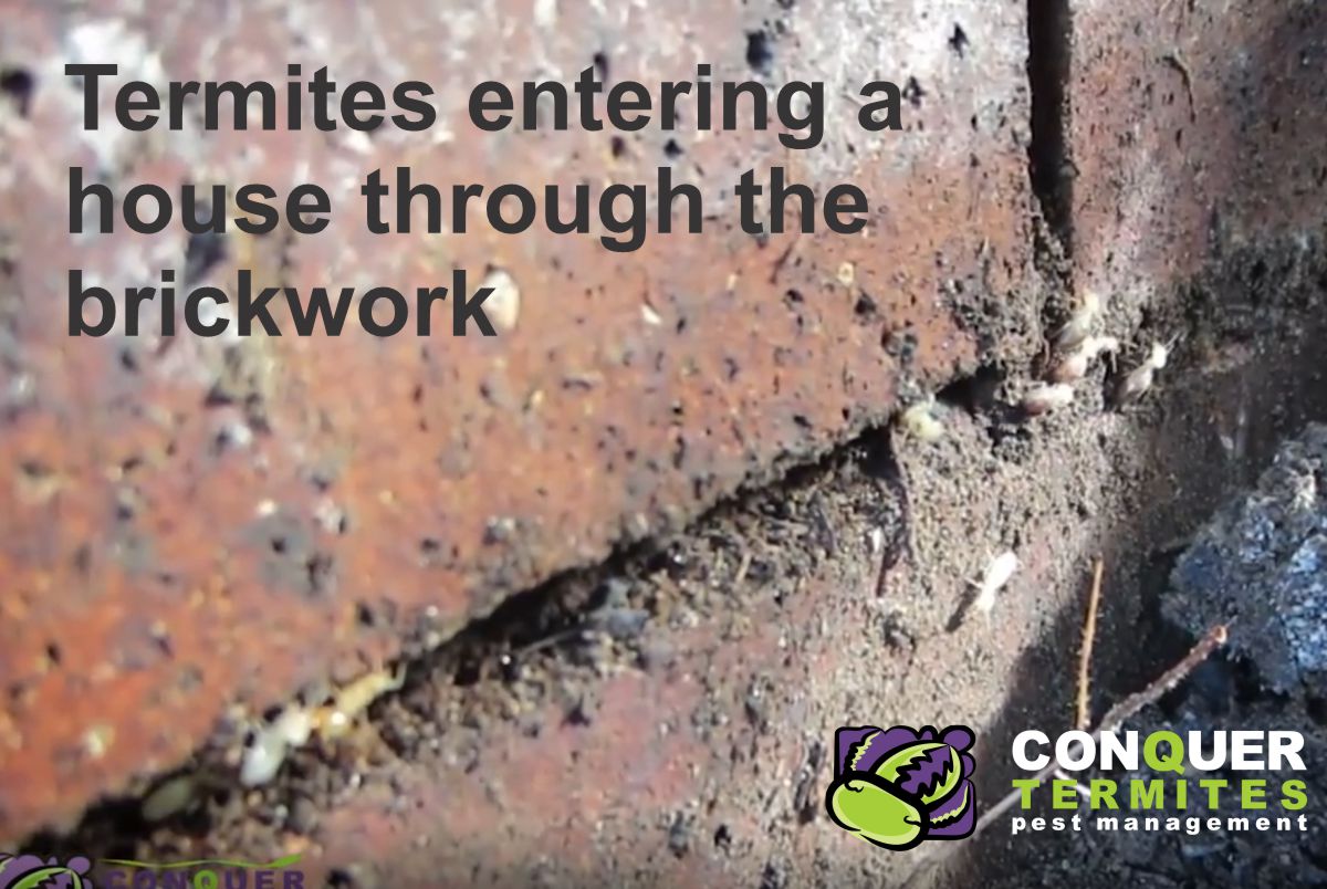 Termites concealed entry through brickwork