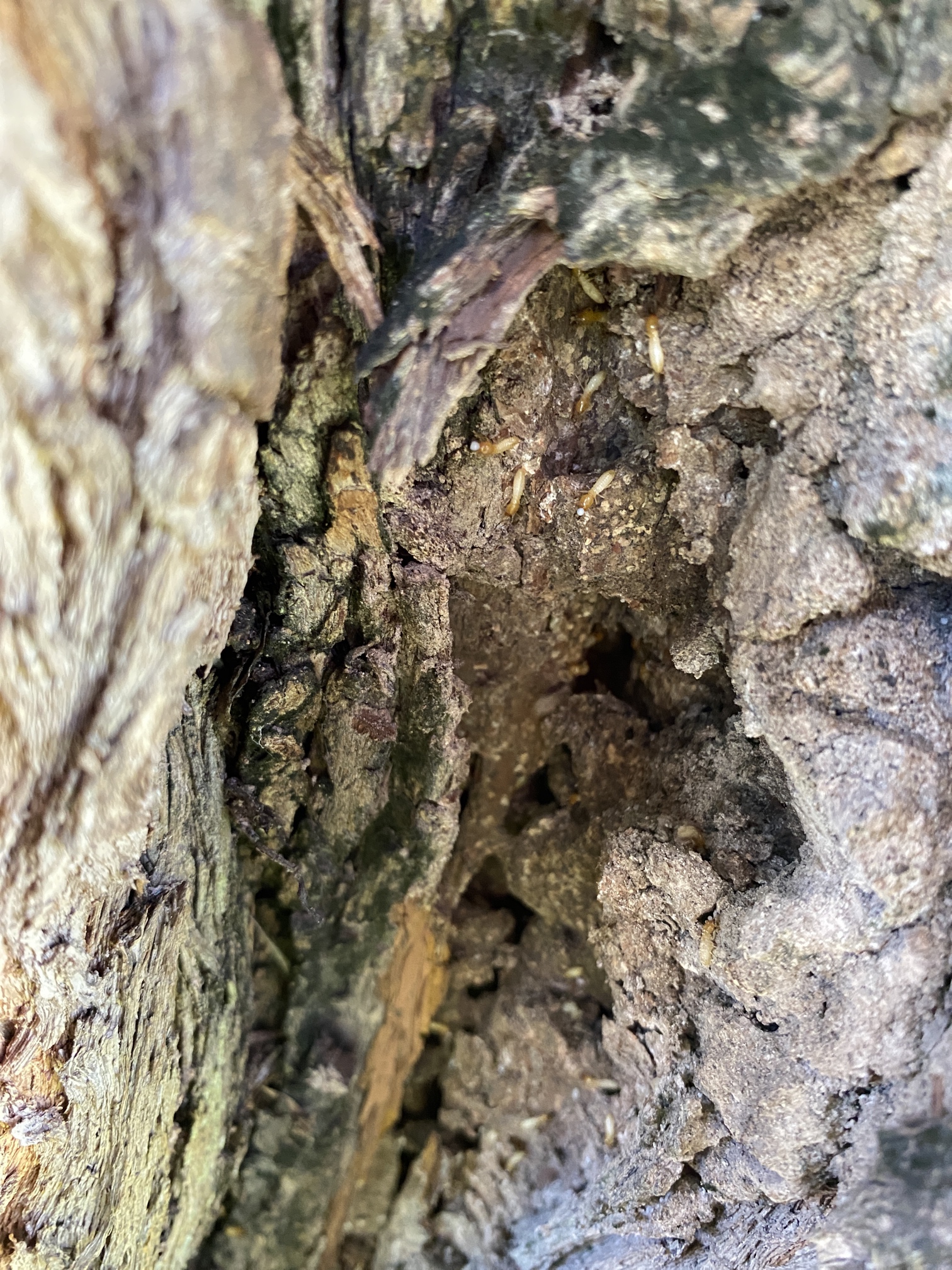 Live termites - Stump - Mt Gravatt East, Brisbane