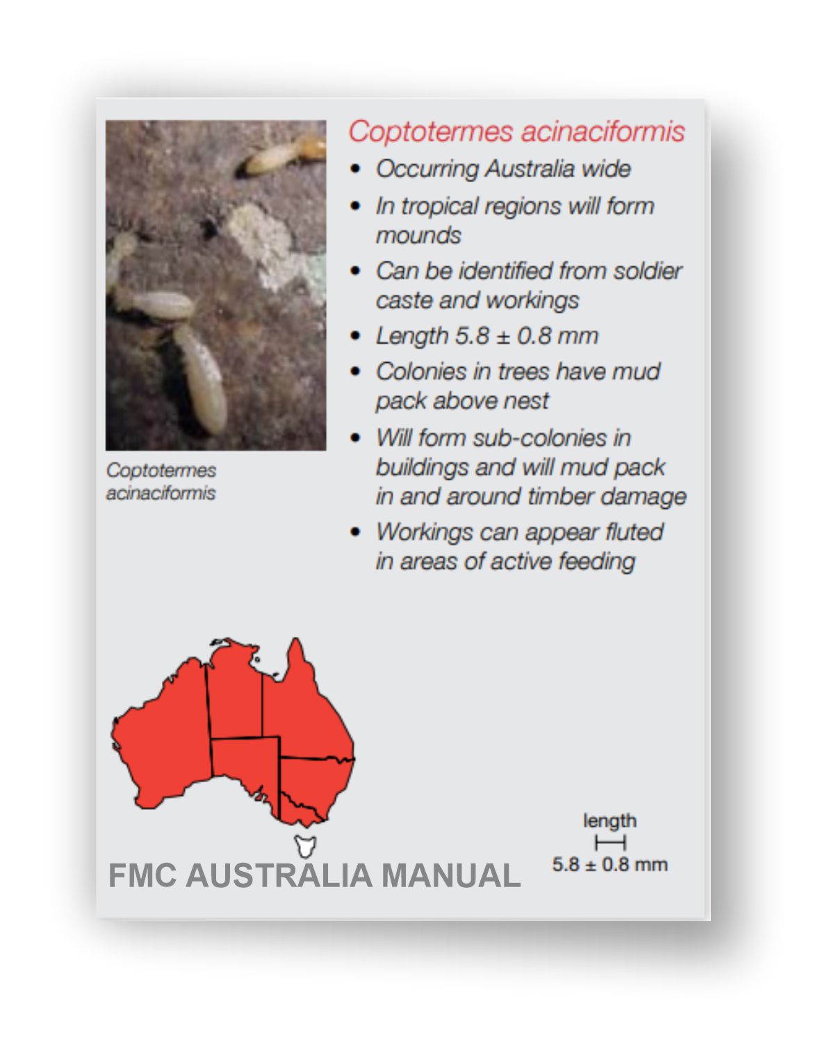 Coptotermes termites identity diagram