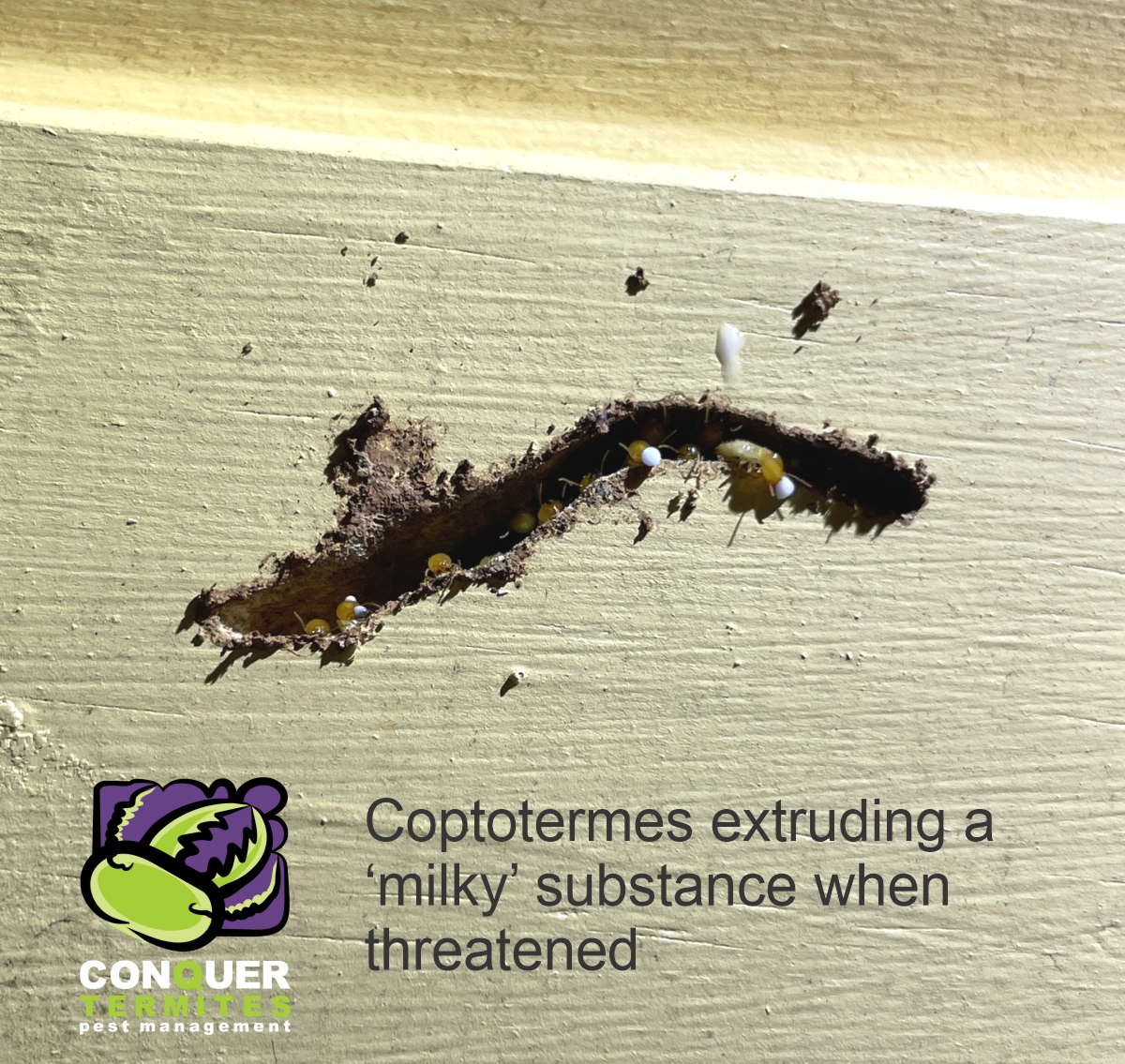 Coptotermes termites attacking a house in Ransome - Brisbane