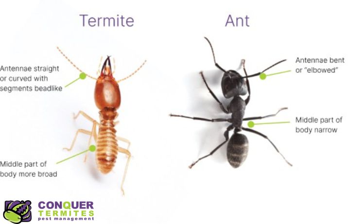 Difference Betwen Termites And Black Ants 