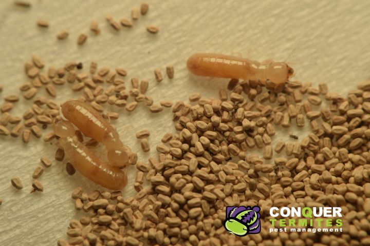 Dry-Wood Termite Indentification - Brisbane