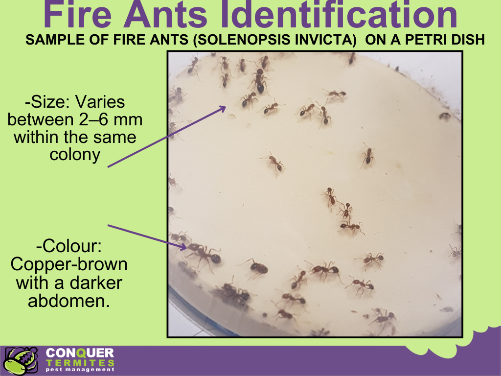 Fire Ants in Brisbane and the Gold Coast: What You Need to Know