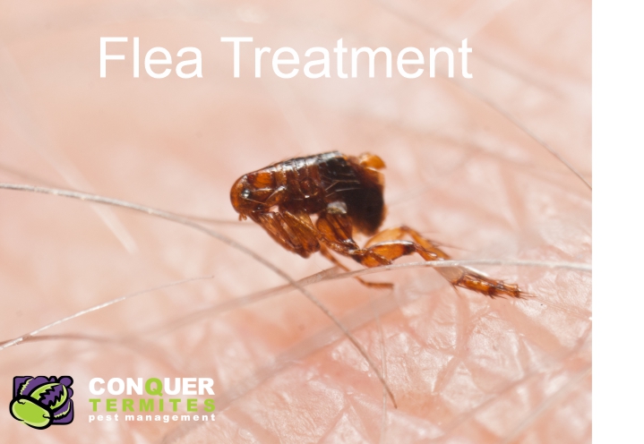 How do I know if it is a flea bite?
