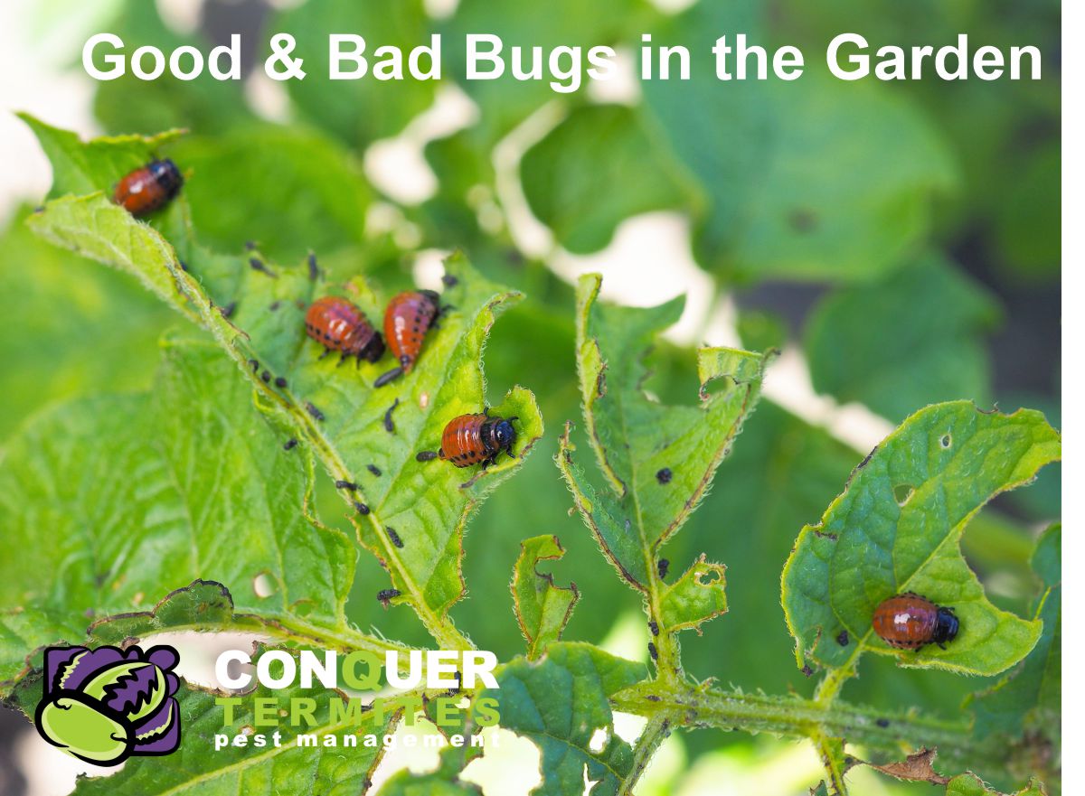 Insects in your garden are not all bad