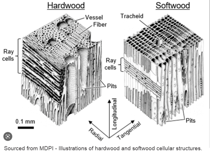 Sourced from MDPI - Illustrations of hardwood and softwood cellular structures.