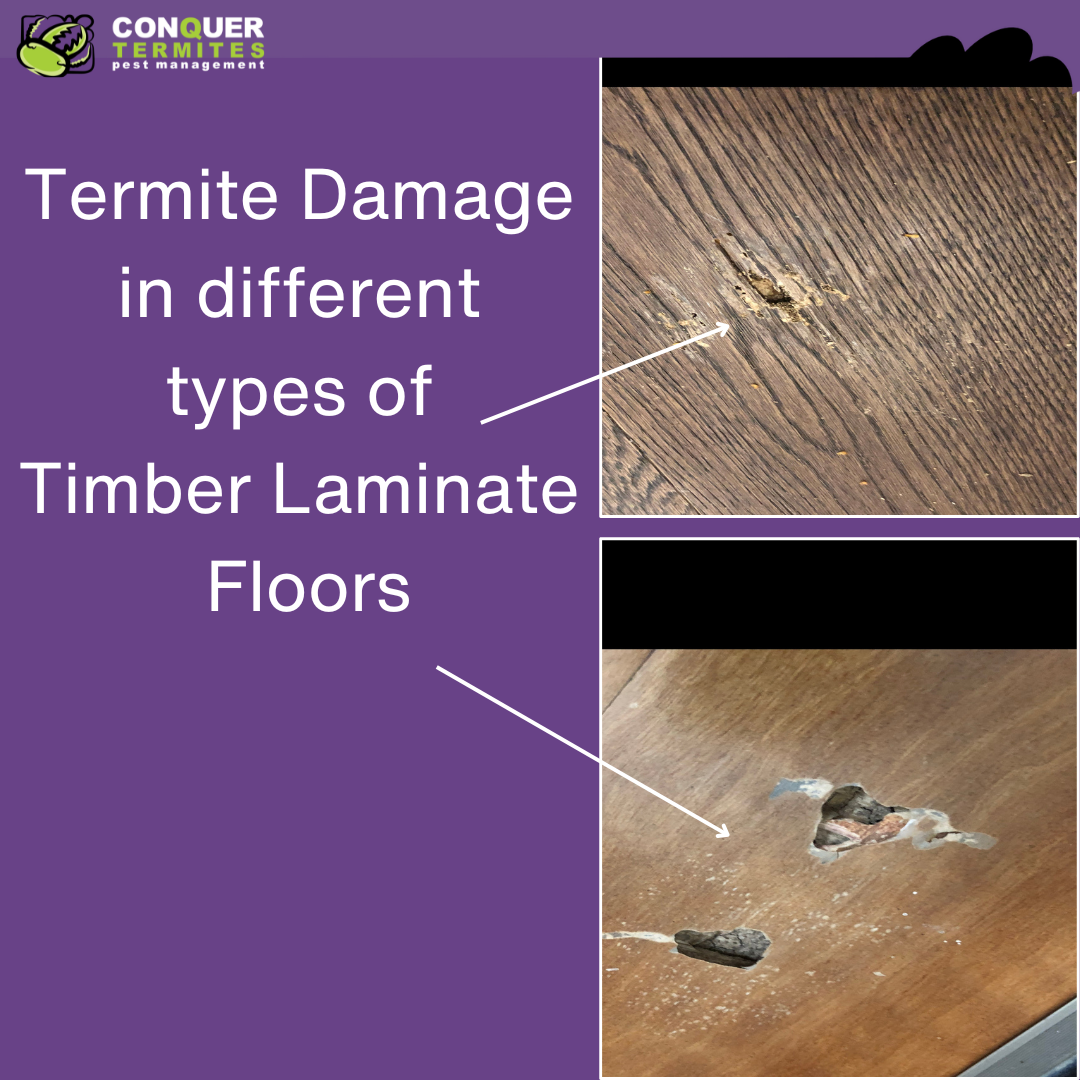 What Types of Timber Do Termites Eat? Protect Your Brisbane Home from Termite Damage