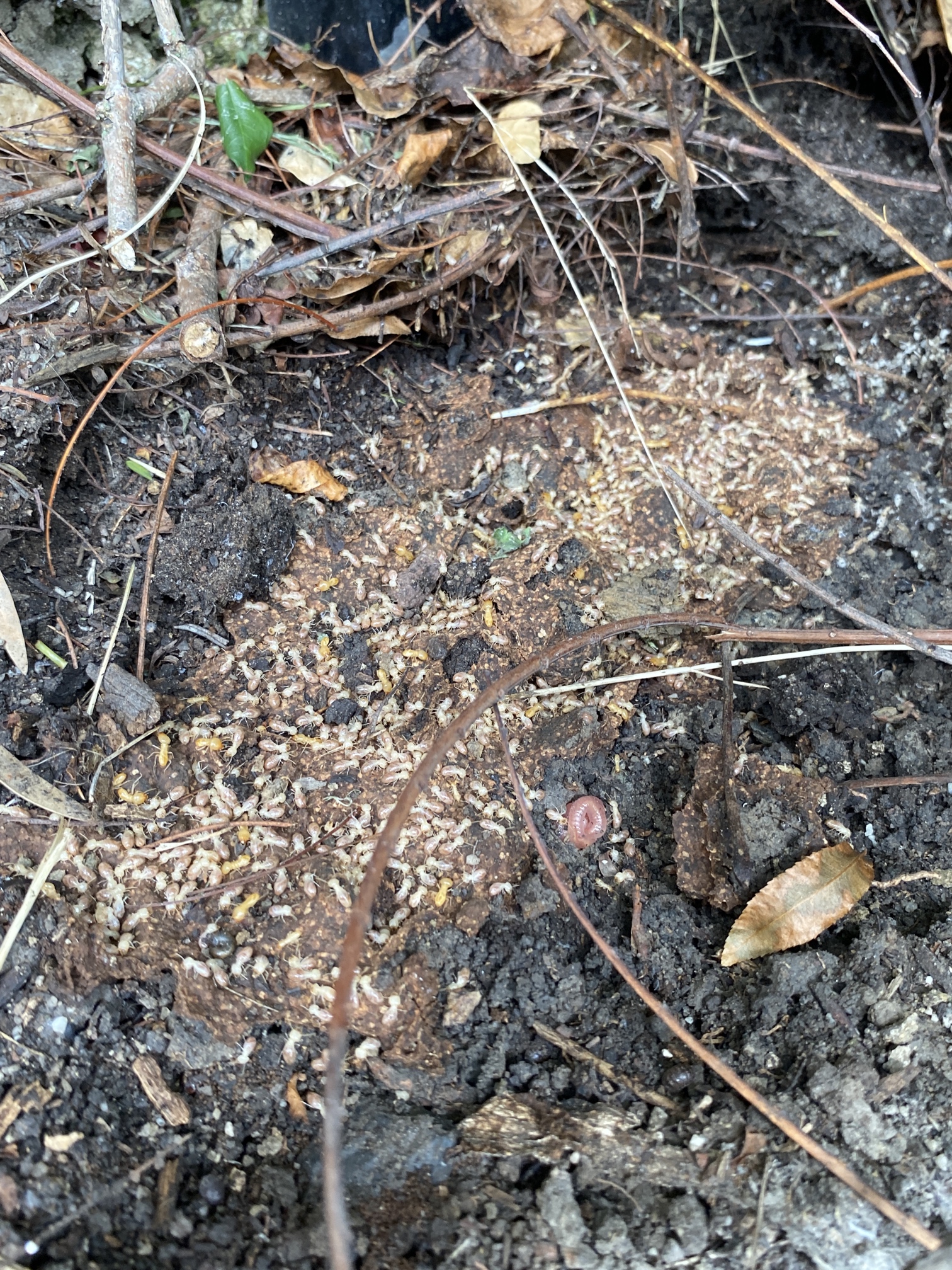 Termites found under loose timbers in Coorparoo, Brisbane