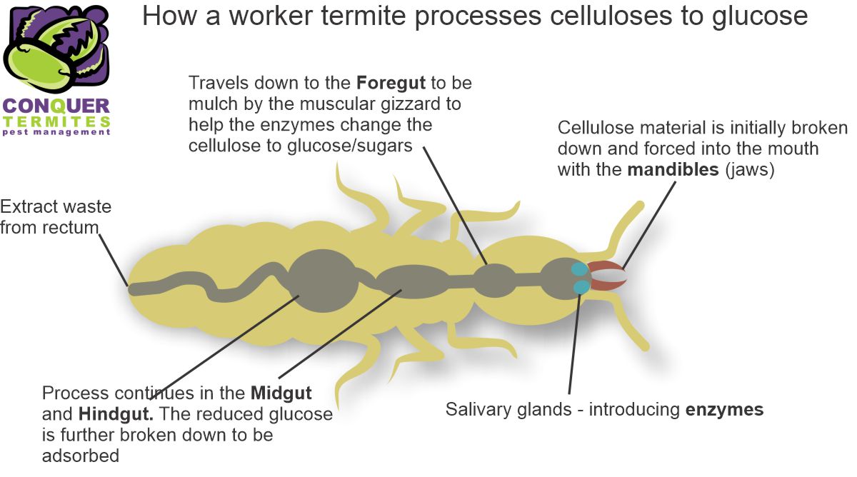 The digestive gut of a termite 