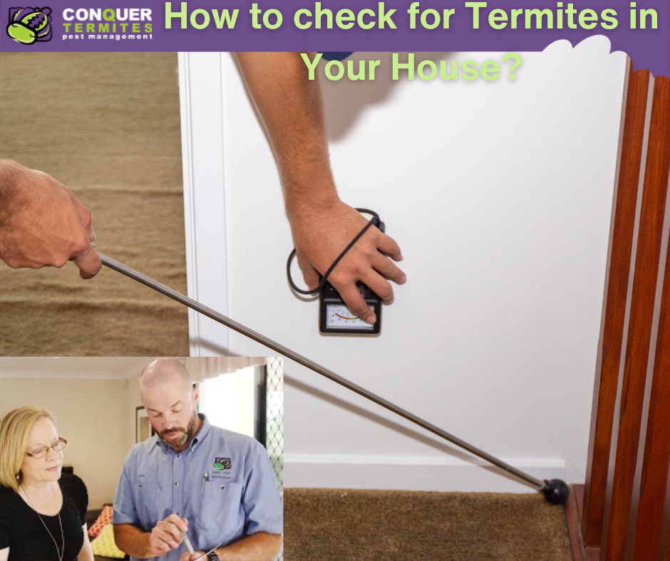 How to Check for Termites in Your Home