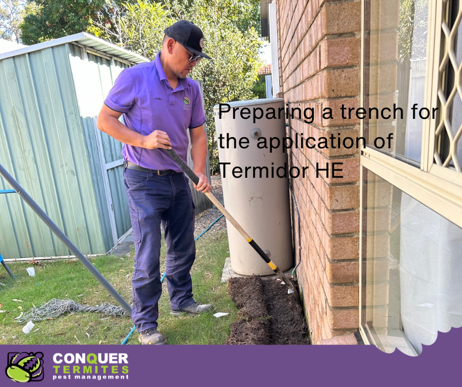 What is the Best Termite Treatment Option for Your Brisbane Home?