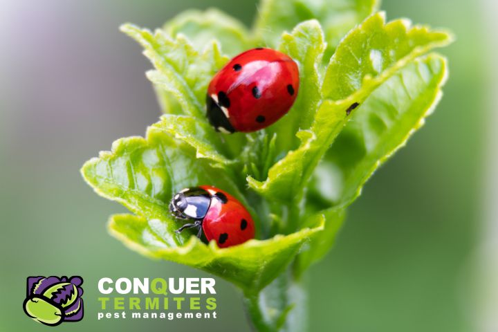 Ladybugs on a plant