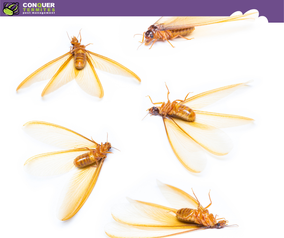 What Are Those Flying Insects? Termite Alates Swarming Early in ...