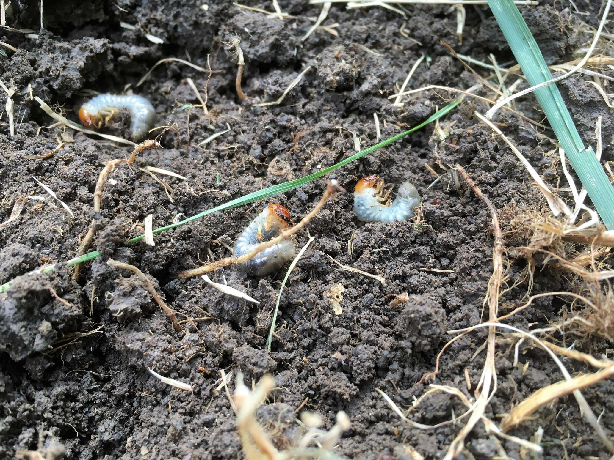 Got dead lawn - How to treat lawn grubs