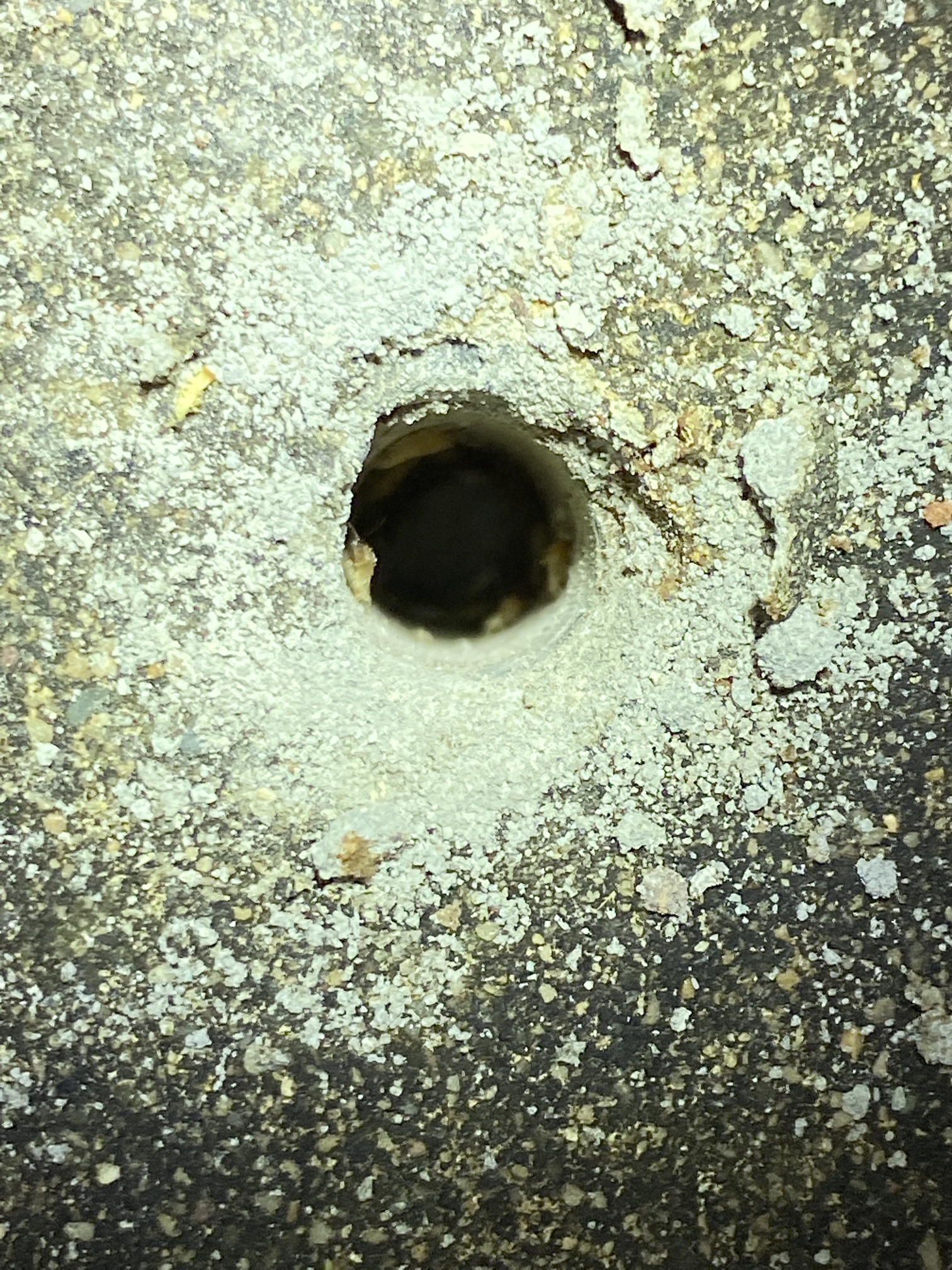 Termites coming out of a drill hole