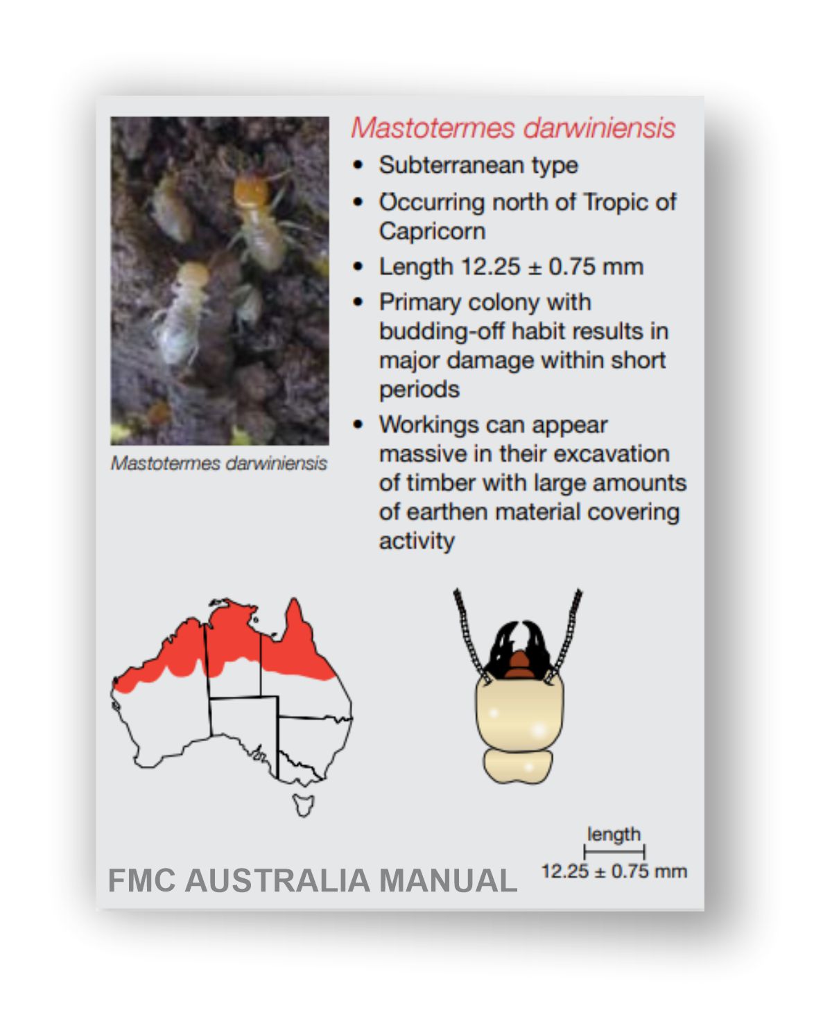 mastotermes darwiniensis identity diagram