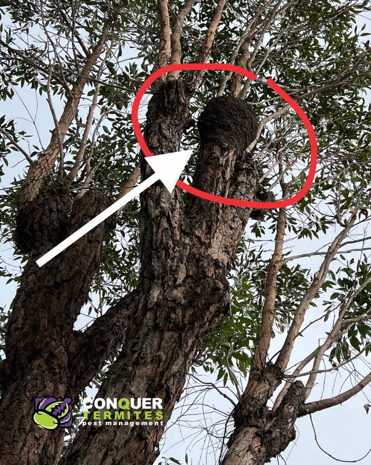 Arboreal termite nest - Nasutitermes