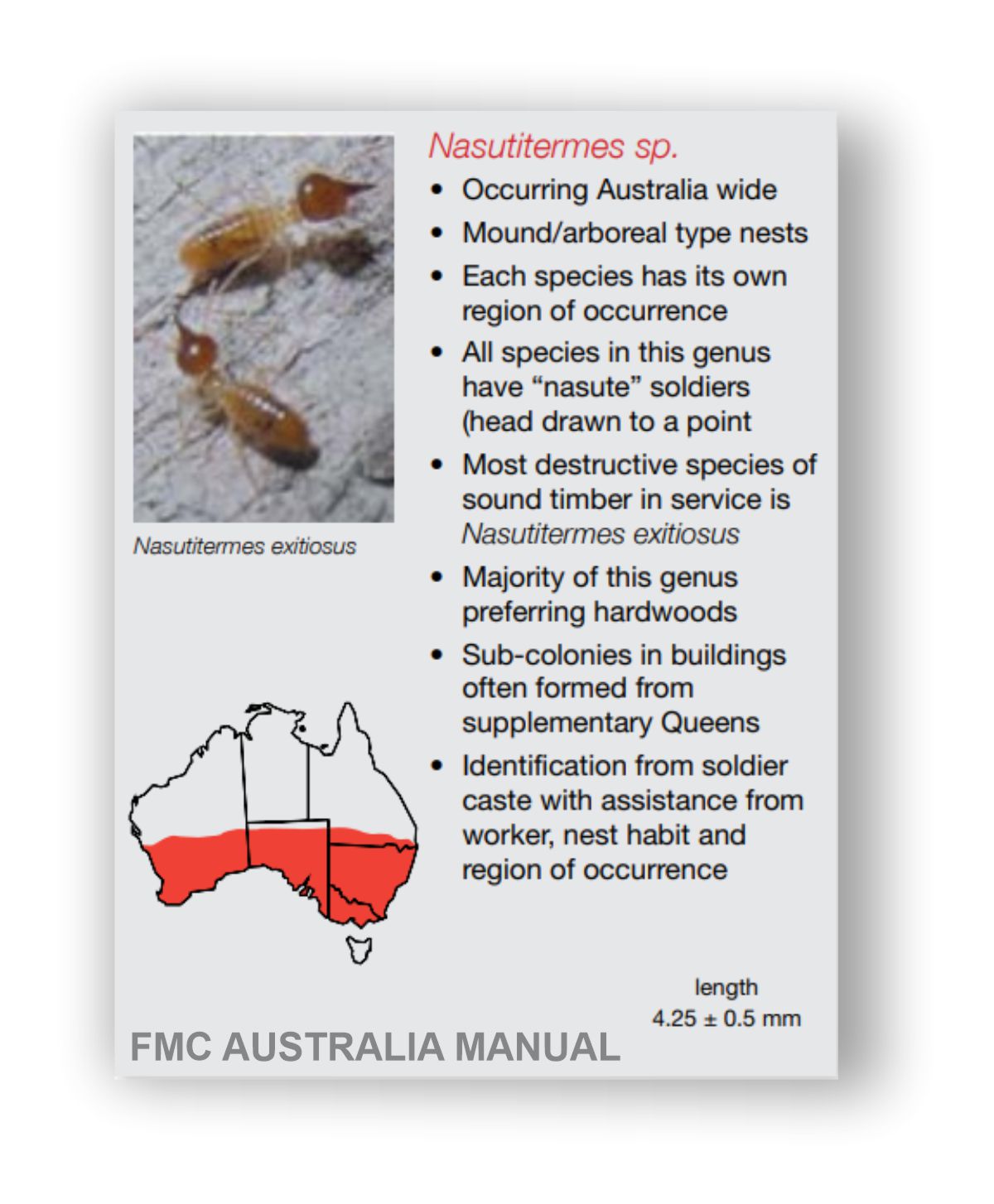 Nasutitermes termite identity diagram