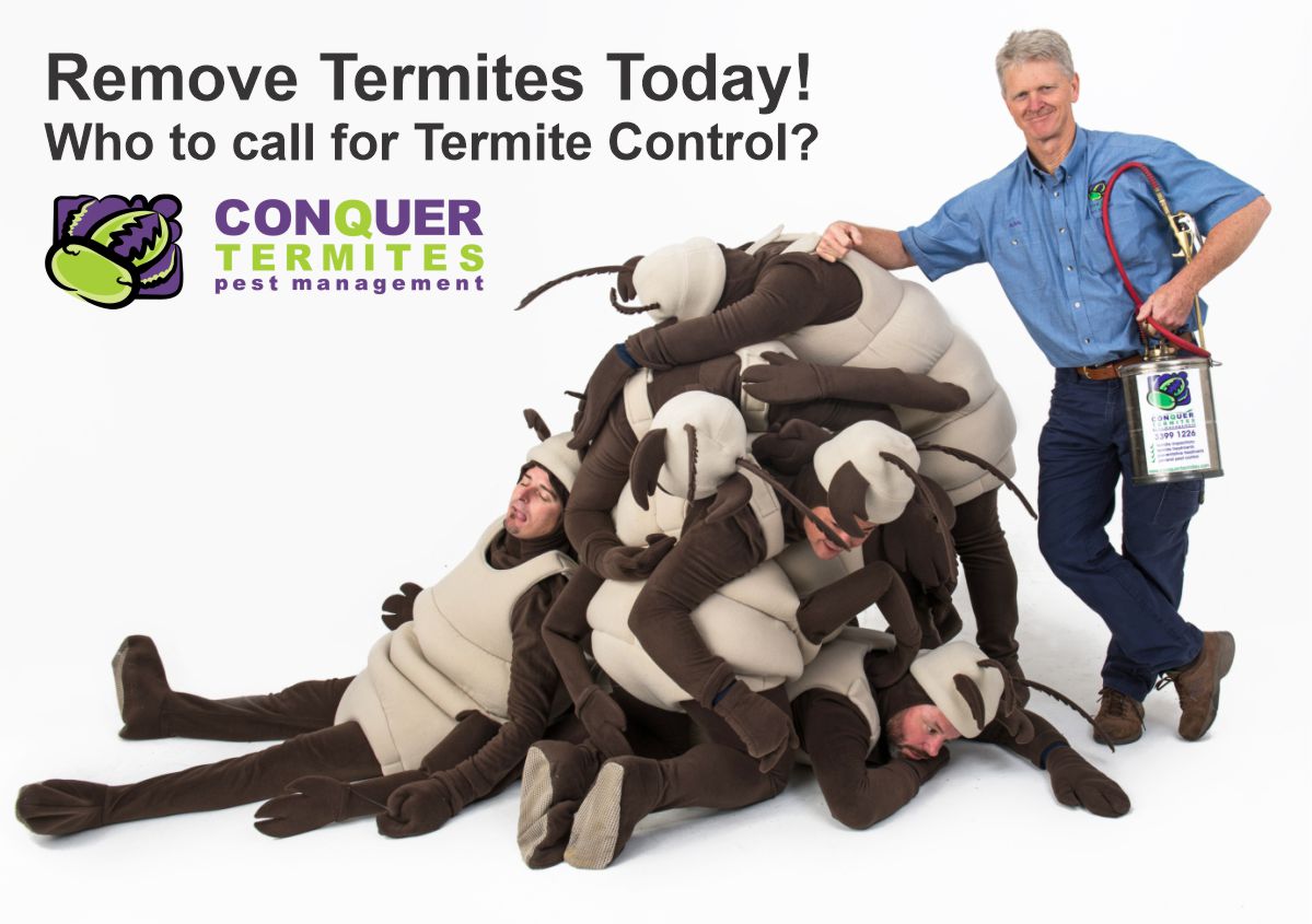 How to remove termites - Brisbane Homeowners