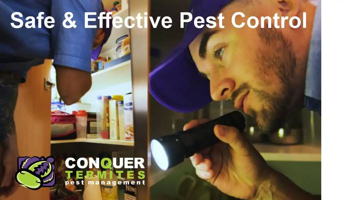 Pest control in a kitchen Brisbane