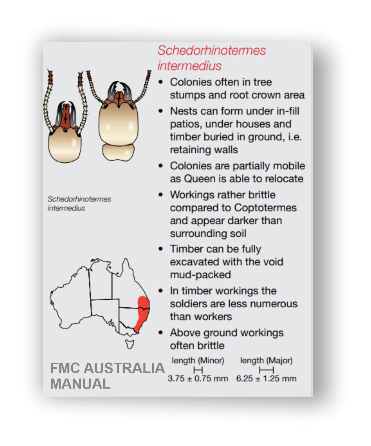 Schedorhinotermes termites identity diagram