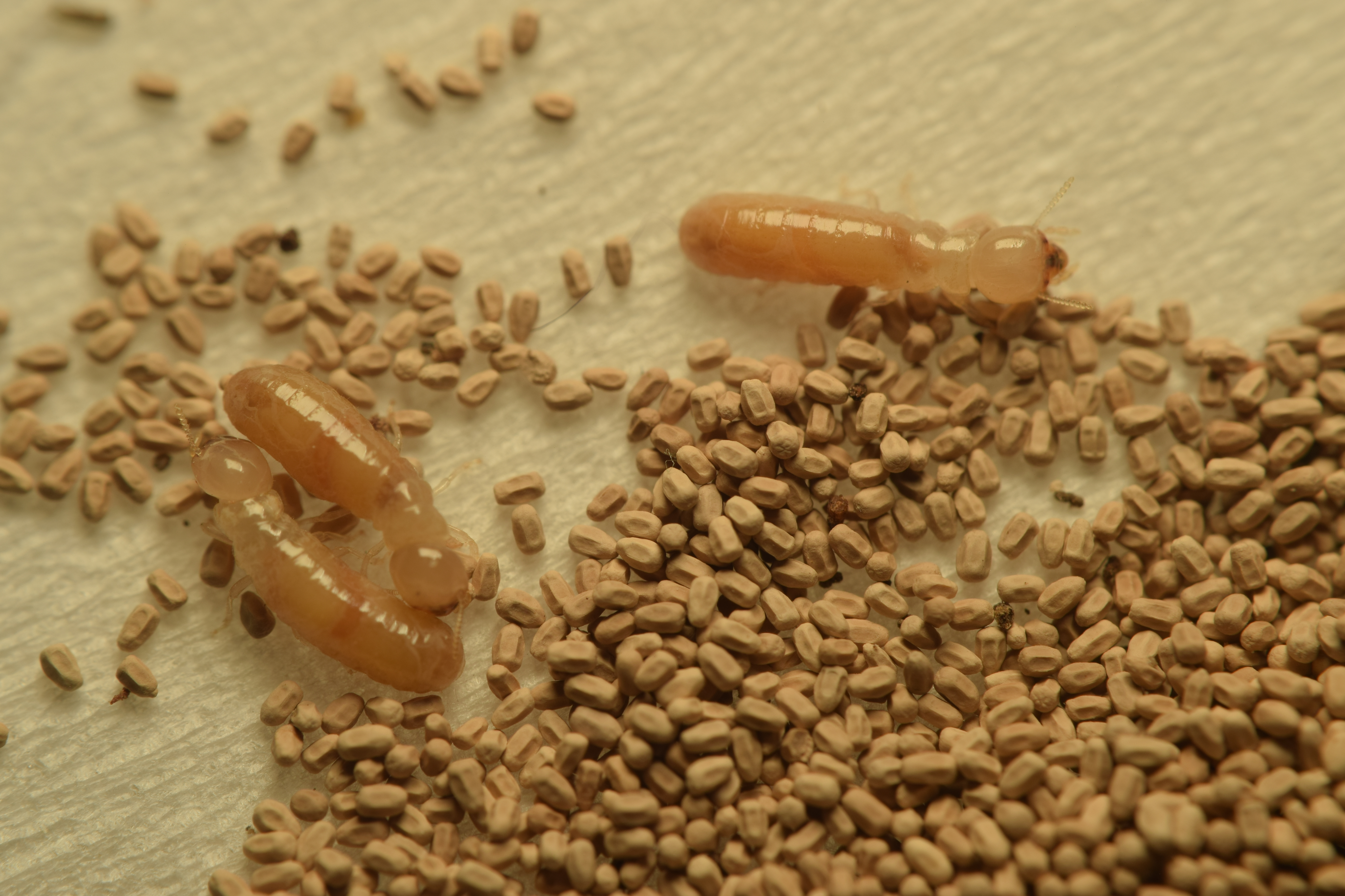 West Indian Drywood Termites - Brisbane