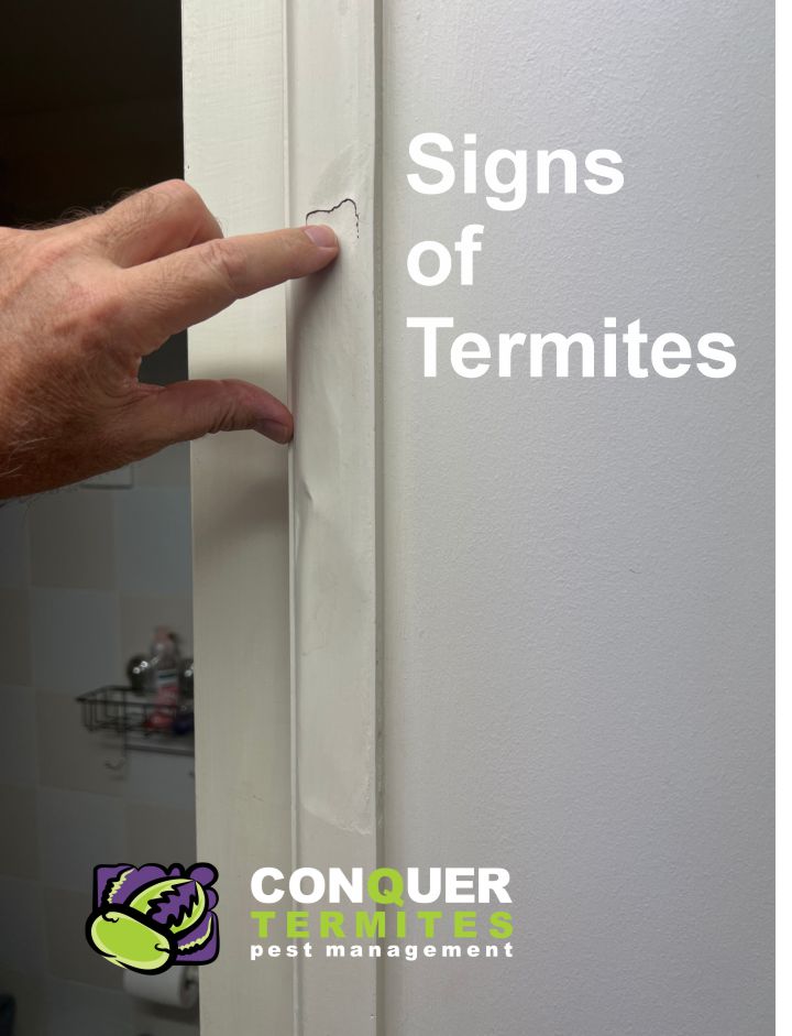 What are the signs of termites in your home - Brisbane Australia