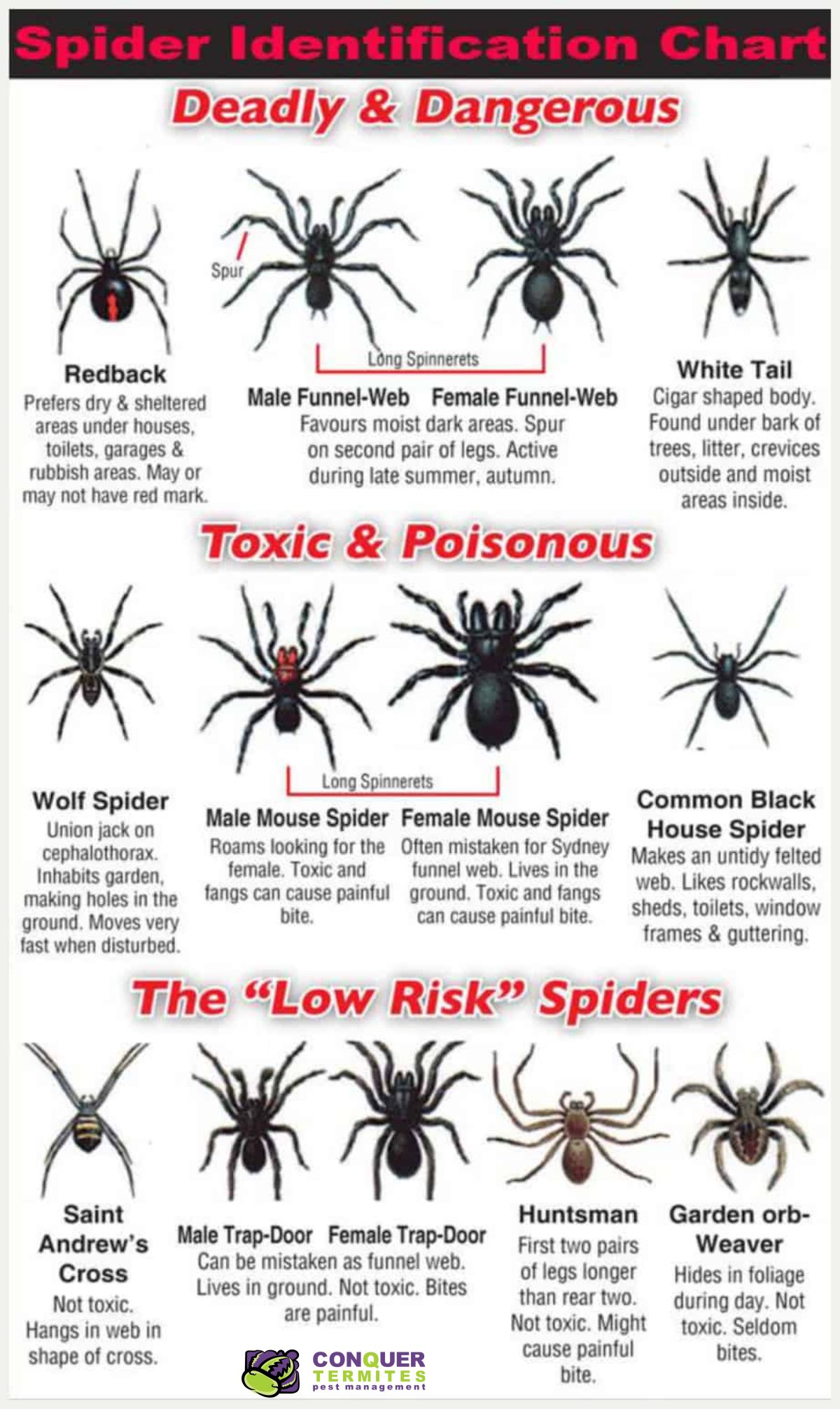 Spider identification chart