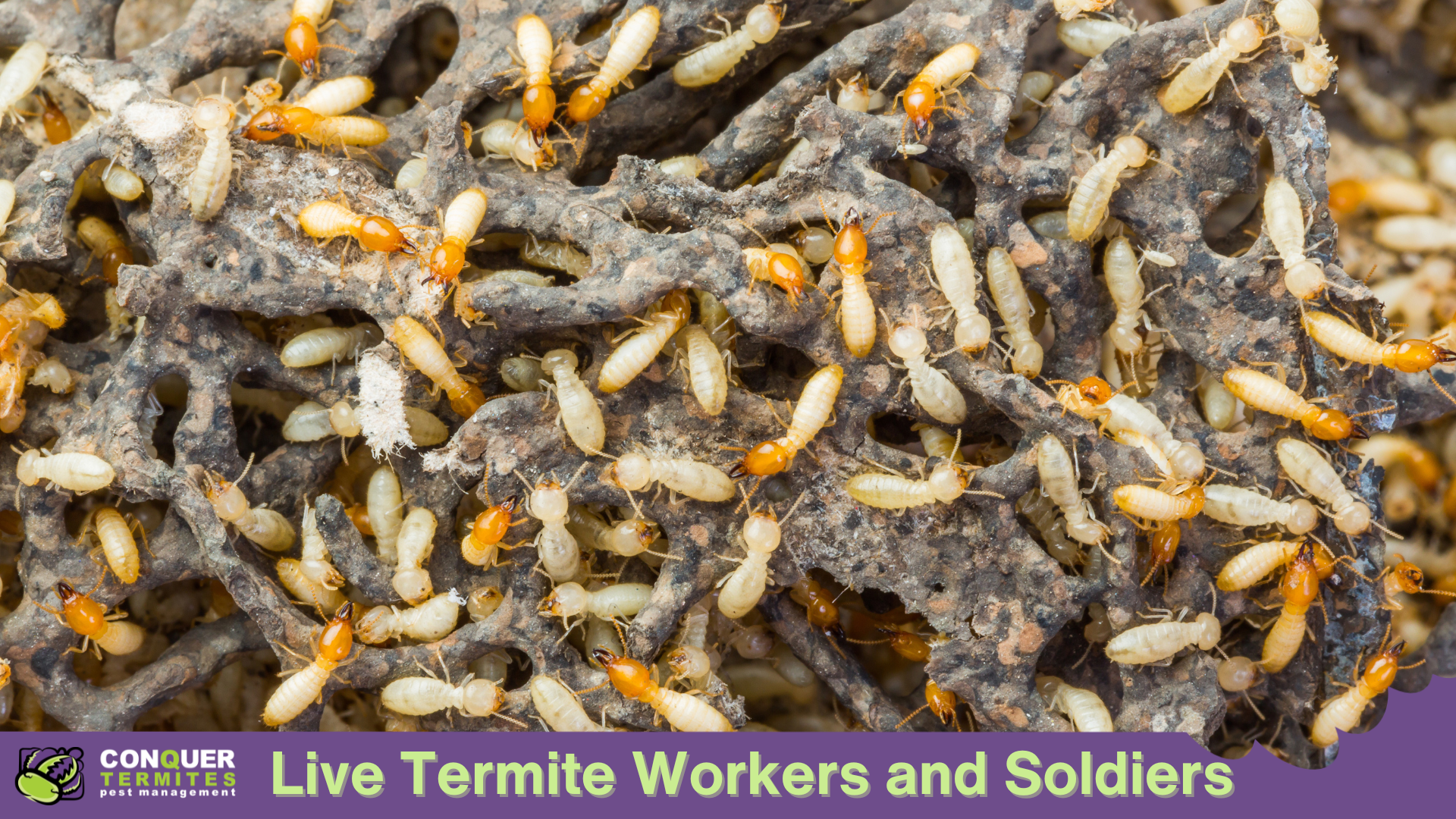 How to Check Your Garden for Termites