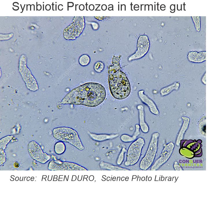 Picture of a protozoa enzyme in a termite gut