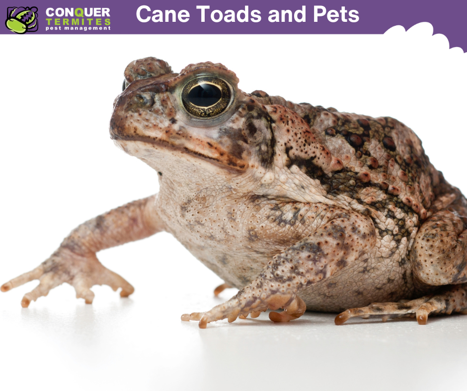 Cane Toads and Pets: What You Need to Know