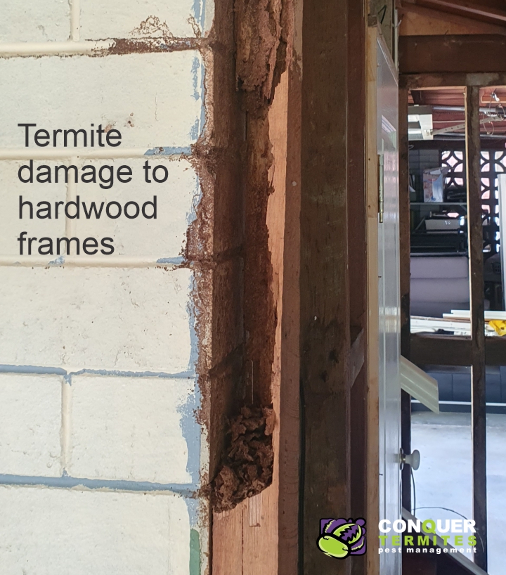 Will Termites (White Ants) eat hardwood?