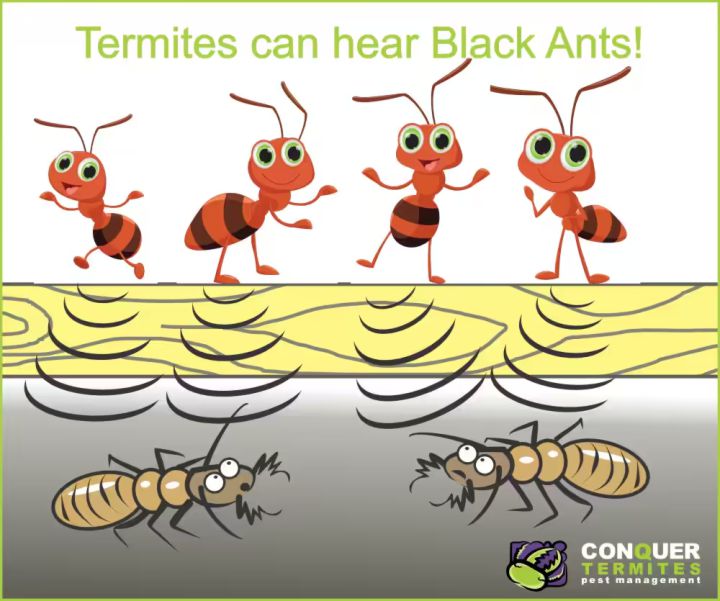 Termites can detect vibrations of ants