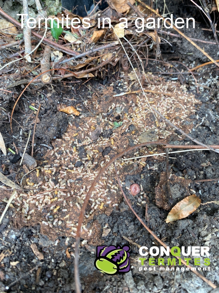 Found termites in my garden, what should I do? 