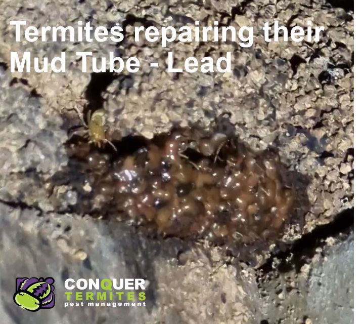 Termites repairing their mud tube leads - West End Brisbane