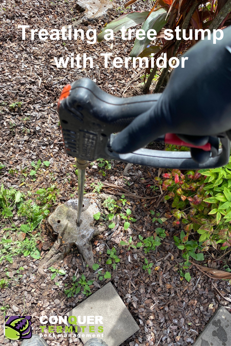 The Hidden Threat in Brisbane backyards: Finding Live Termites in Tree Stump