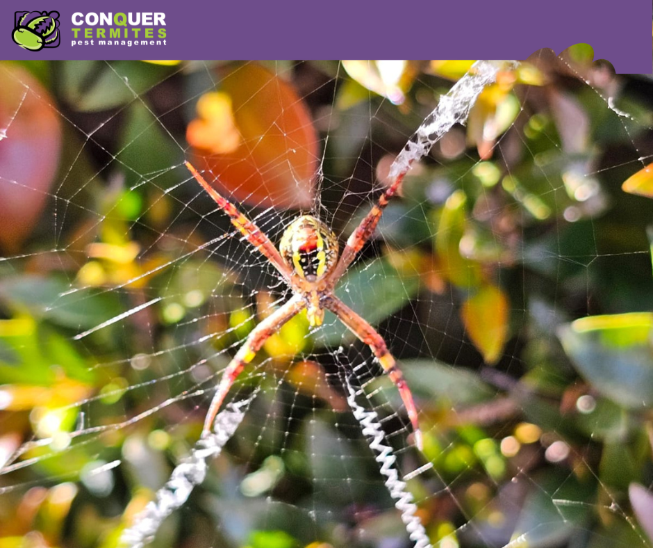 Spider Pest Control in Brisbane: Why Regular Pest Treatments Are Crucial for Your Home