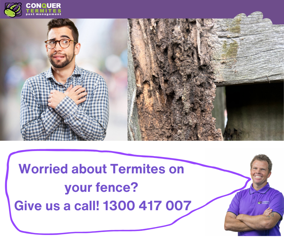 Protecting Your Fence from Termites: Key Signs of Infestation and Effective Prevention Tips